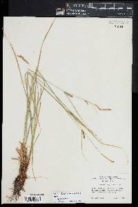 Carex lasiocarpa image