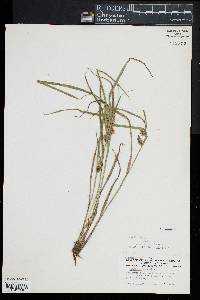 Carex lurida image