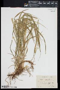 Image of Carex aggregata