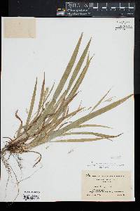 Carex laxiculmis image