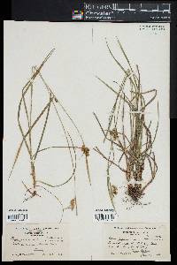 Carex pallescens image