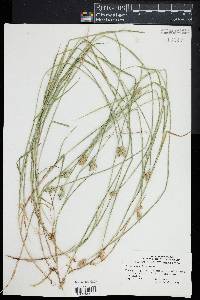 Carex scoparia image