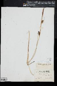 Carex striata image