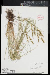 Carex vulpinoidea image