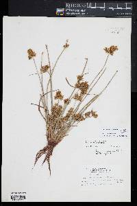 Cyperus amuricus image
