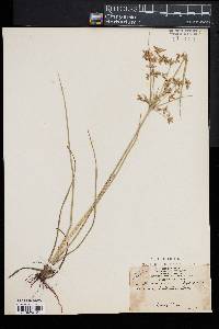Cyperus dentatus image