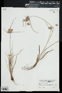 Cyperus filiculmis image