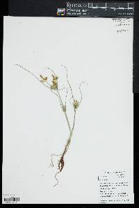 Image of Cyperus iria
