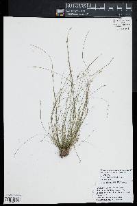 Eleocharis ovata image
