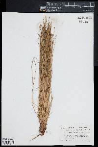 Eleocharis ovata image