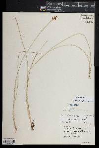 Juncus gerardii image