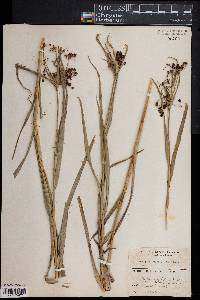 Scirpus polyphyllus image