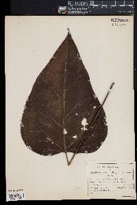 Catalpa bignonioides image