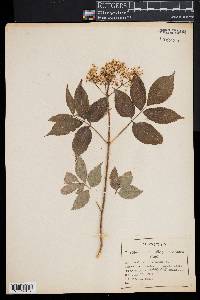 Sambucus nigra ssp. canadensis image