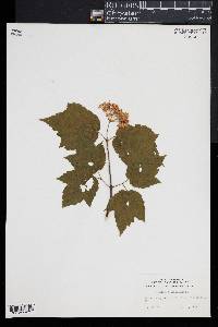 Viburnum acerifolium image