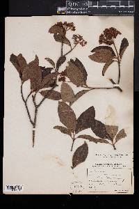 Viburnum nudum image