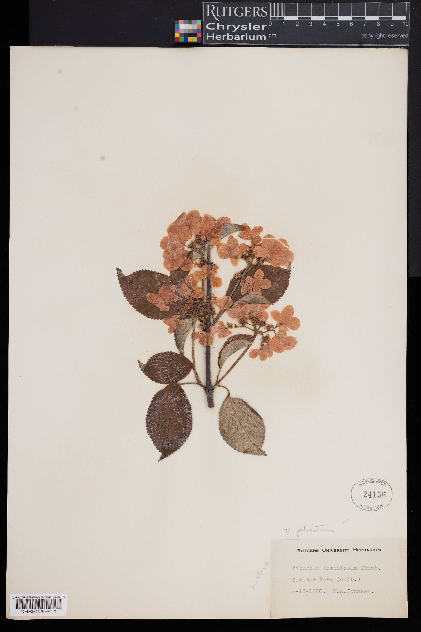 Viburnum plicatum image