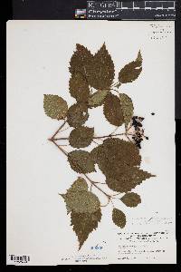 Viburnum recognitum image