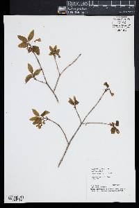 Lonicera canadensis image