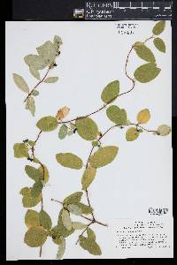 Lonicera japonica image