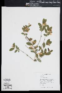 Lonicera morrowii image