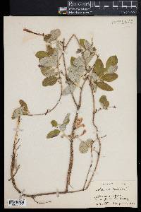 Lonicera sempervirens image