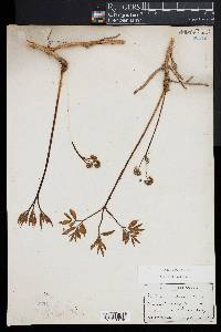 Aralia nudicaulis image