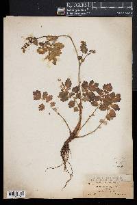 Chelidonium majus image