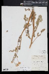 Corydalis sempervirens image