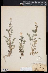 Corydalis sempervirens image