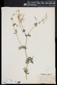 Corydalis sempervirens image