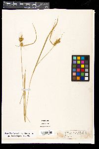 Carex flava image