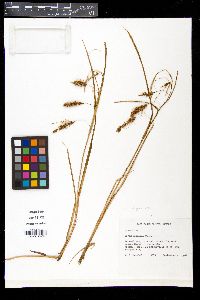 Carex paleacea var. transatlantica image