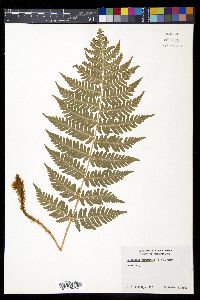 Dryopteris marginalis image