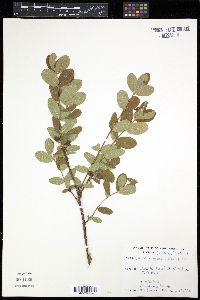 Image of Lonicera villosa