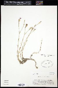 Dianthus deltoides image