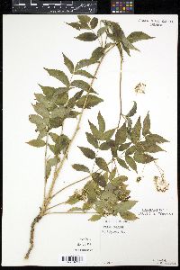 Aralia hispida image