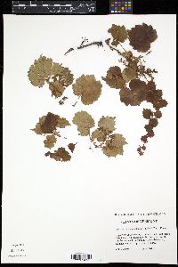 Parthenocissus tricuspidata image