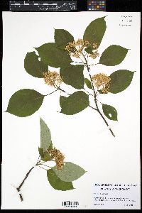 Image of Cornus alternifolia