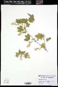 Image of Ribes americanum