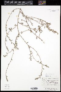 Image of Polygonum bellardii