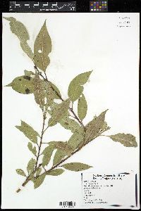 Image of Salix lucida