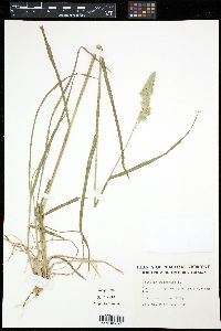 Dactylis glomerata image