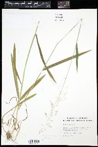 Milium effusum image