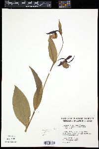 Image of Cypripedium parviflorum