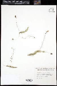 Utricularia intermedia image