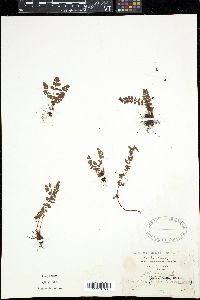 Woodsia hyperborea image