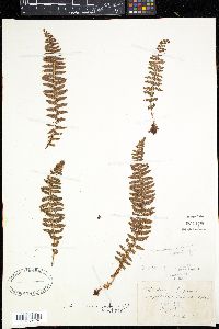 Dryopteris fragrans image