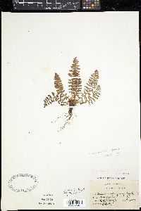 Dryopteris fragrans image